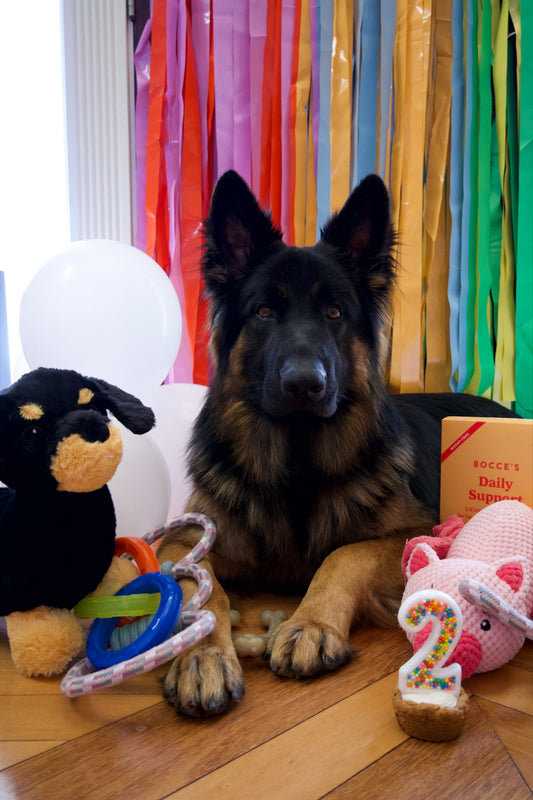 birthday cake candle