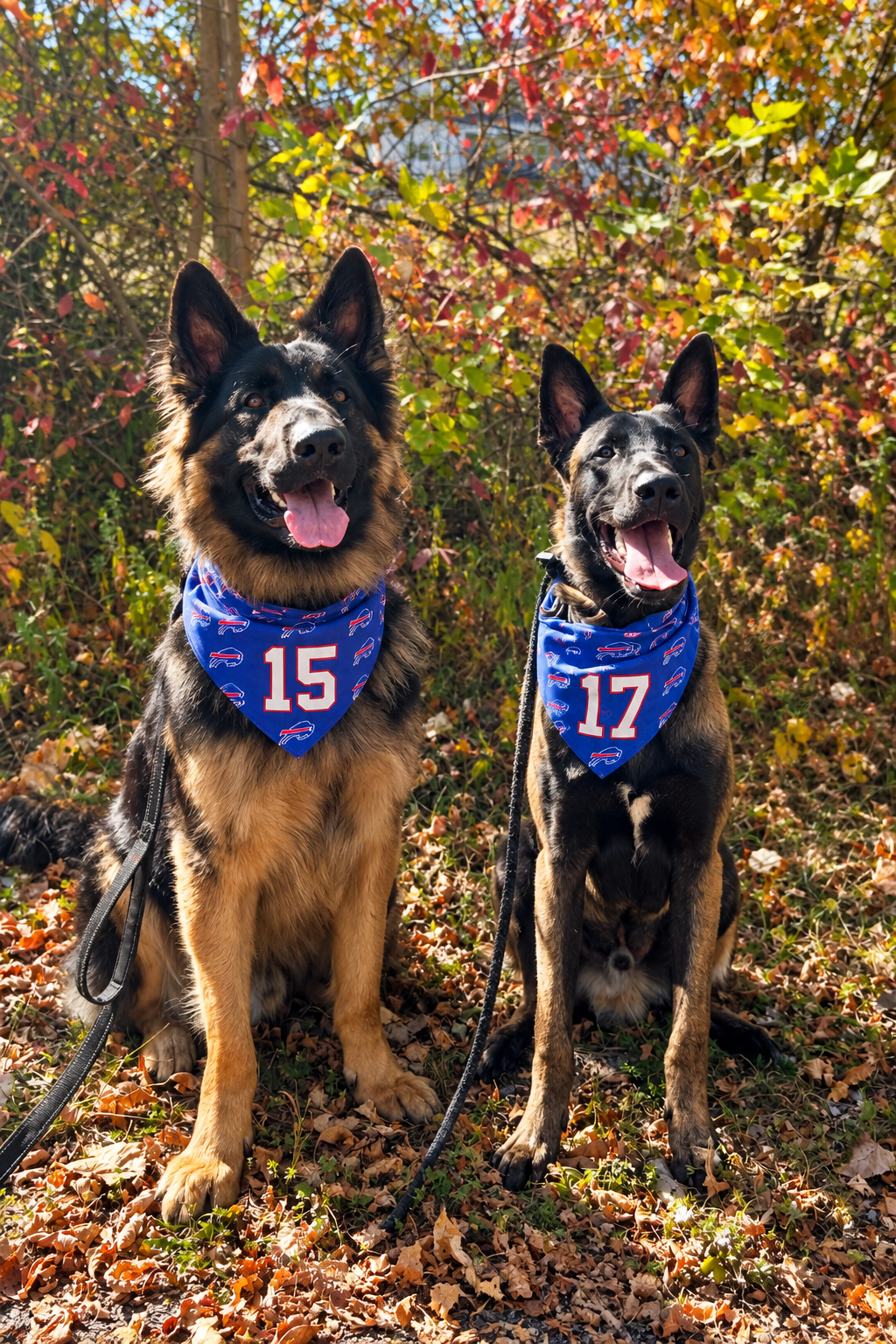 Dogs with #15 on left bandana